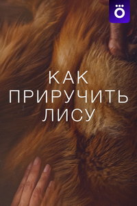 Как приручить лису (фильм 2025) онлайн