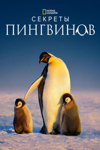 Тайны пингвинов (сериал) смотреть