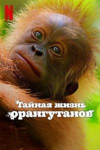 Тайная жизнь орангутанов (фильм 2024) смотреть